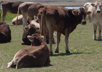 Roban 18 vacunos de Estancia de la familia Oscanoa en San Pedro de Cajas