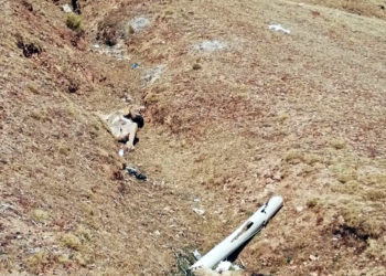 Desconocidos asesinan 2 perros guardianes en San Pedro de Cajas