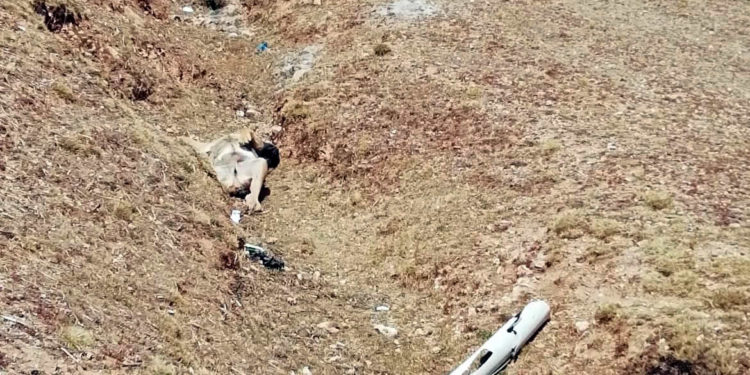 Desconocidos asesinan 2 perros guardianes en San Pedro de Cajas