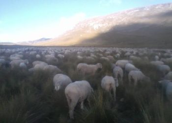Convocatoria de Emergencia a Asamblea General de Socios de la Cooperativa Comunal San Pedro de Cajas