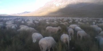 Convocatoria de Emergencia a Asamblea General de Socios de la Cooperativa Comunal San Pedro de Cajas