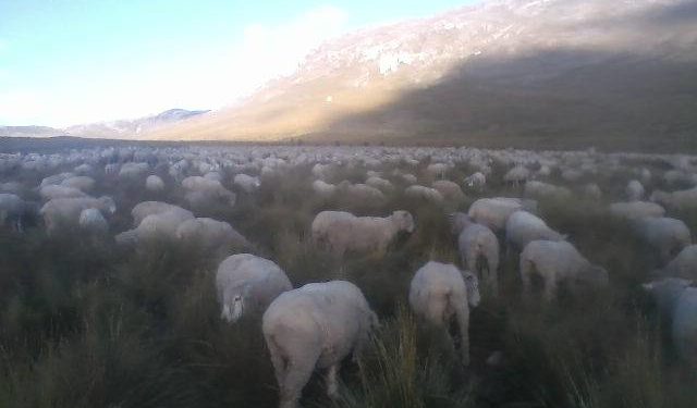 Convocatoria de Emergencia a Asamblea General de Socios de la Cooperativa Comunal San Pedro de Cajas