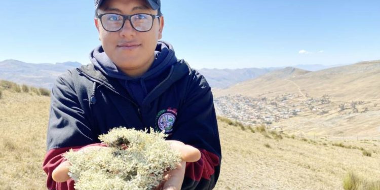 Geolaishu o kiulaisho no solo es un tinte natural y estudio analiza sus propiedades medicinales